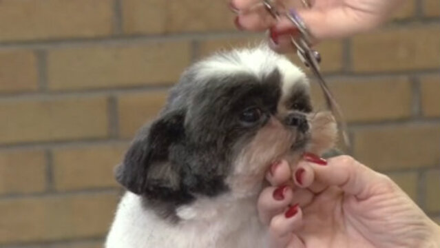 Thumbnail for Trimming the Ears on a Shih Tzu Mix in a Puppy Cut