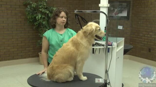 Thumbnail for Grooming a Golden in a Puppy Cut