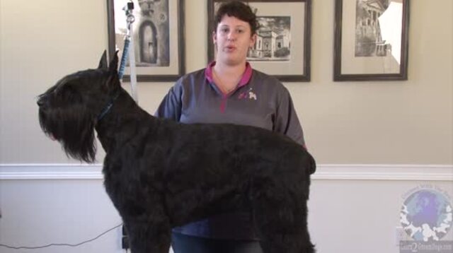 Thumbnail for Grooming the Giant Schnauzer (1 of 3-Part Series)
