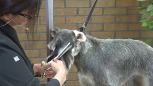 Thumbnail for Trimming the Brows on a Pet Schnauzer