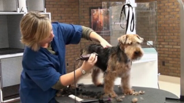 Thumbnail for Mucking Out Undercoat on a Welsh Terrier & Clipper Setting the Pet Pattern on the Body