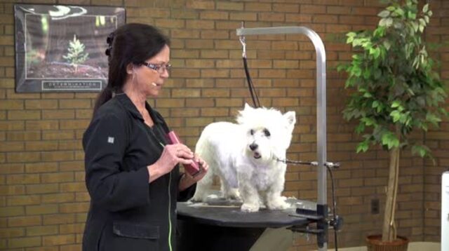 Thumbnail for Everyday Salon Styles: Trimming the Senior Pet Westie (Part 2 of 2-Part Series: Styling the Head and Final Finish)