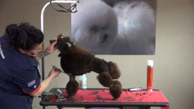 Thumbnail for Setting the English Saddle Trim on a 10-Month-Old Miniature Poodle Puppy (Part 2 of 3-Part Series: Shaping and Styling the Front Pack)