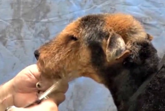 Thumbnail for Pet Welsh Terrier Trimming – Styling the Head & Throat Areas