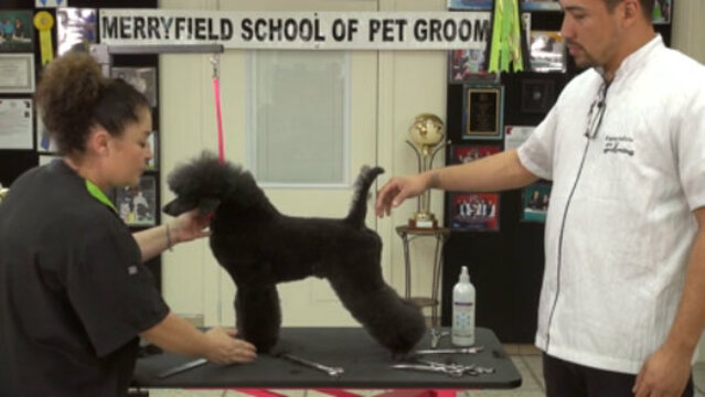 Thumbnail for Saving Time on a Contest Poodle Trim (Part 4 of 8-Part Series: Front Assembly)