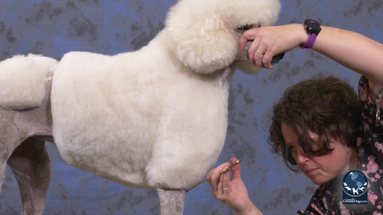 Thumbnail for Spotlight Session: Everything Should Be Round on the Jacket with a Modified Pet Poodle Continental Trim