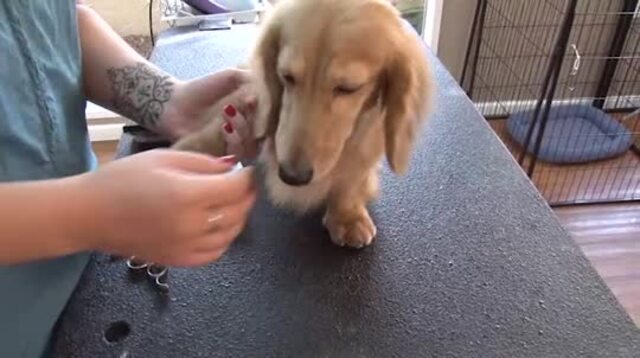 Thumbnail for Creating a Natural Foot on a Long Haired Dachshund