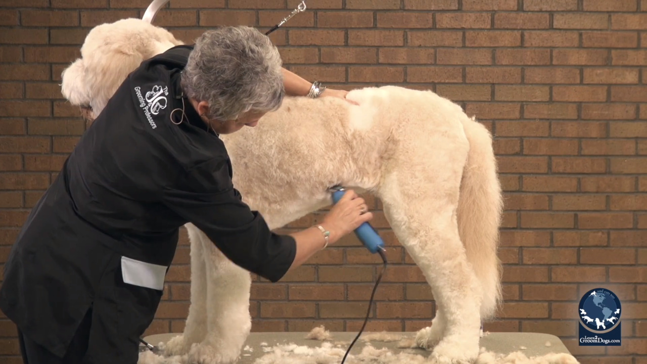 Thumbnail for How to Groom a St. Bernard Doodle in 90 Minutes (Part 2 of 3)