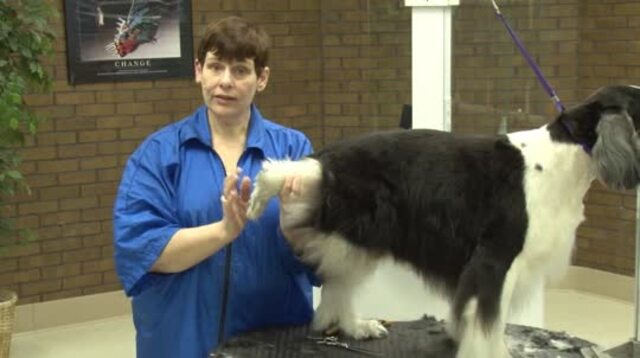 Thumbnail for Grooming a Pet Springer Spaniel (1 of 2-Part Series)