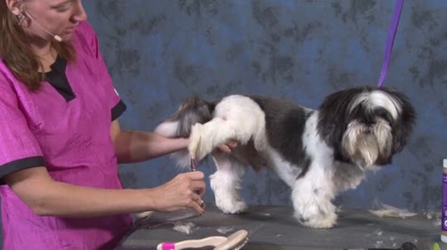 Thumbnail for How to Give an Attractive Haircut to a Matted Pet Without Losing Time (Part 4 of 5-Part Series: Adding Style)