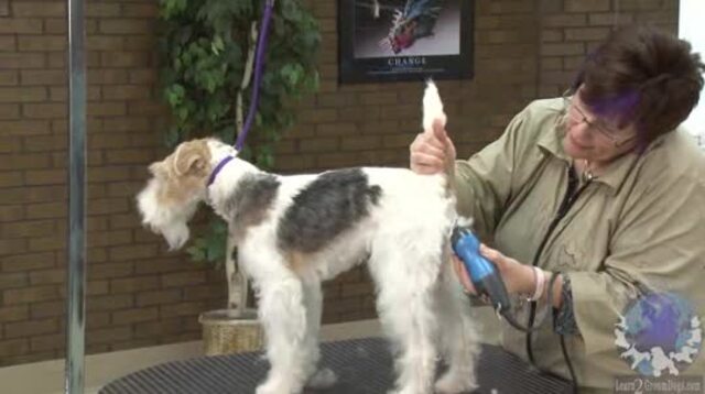 Thumbnail for Part 2 of 2: Grooming the Pet Wire Fox Terrier: Proper Breed Profile