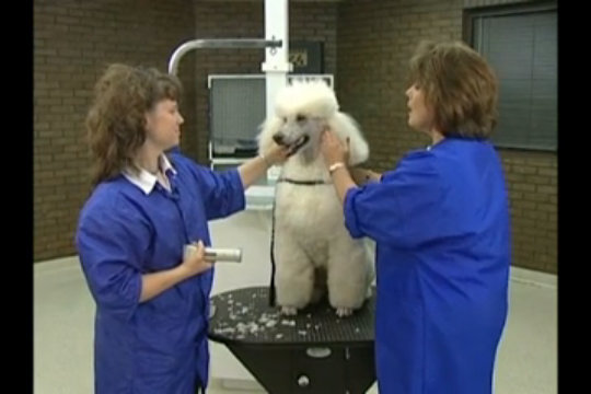 Thumbnail for Clipping the Poodle Face