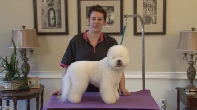Thumbnail for Grooming the Bichon Mix in a Modified Bichon Trim: Body & Legs (Part 1 of 5-Part Series)