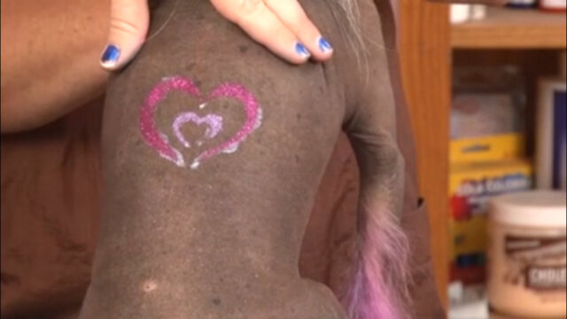 Thumbnail for How to Apply a Glitter Stencil to a Short Coated Dog