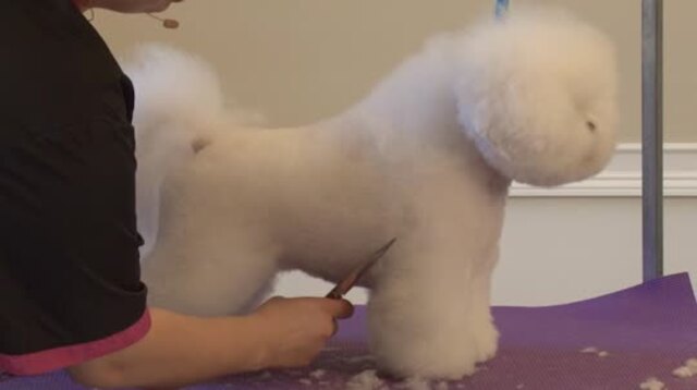 Thumbnail for How to Trim a Show Style Bichon Head