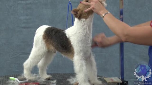 Thumbnail for Part 4 of 5: Handstripping a Rolled Coat on a Wire Fox Terrier: Front Assembly & Detailing Trim