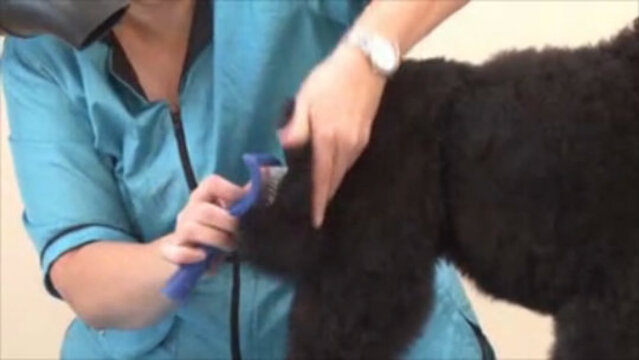 Thumbnail for Easy Dematting Tips – Speed Detangling a Poodle Tail