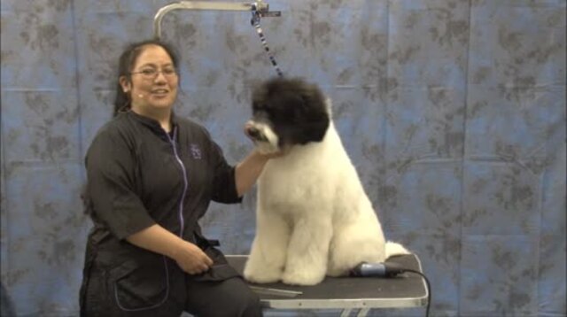 Thumbnail for Grooming the Portuguese Water Dog – Working Retriever Trim (1 of 2-Part Series)