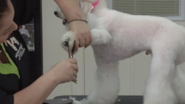 Thumbnail for Asian Fusion Pet Styling (Part 2 of 3-Part Series: The Legs, Feet, and Tail)