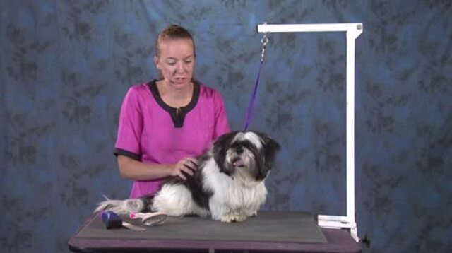 Thumbnail for How to Give an Attractive Haircut to a Matted Pet Without Losing Time (Part 2 of 5-Part Series: Working Through the Body)