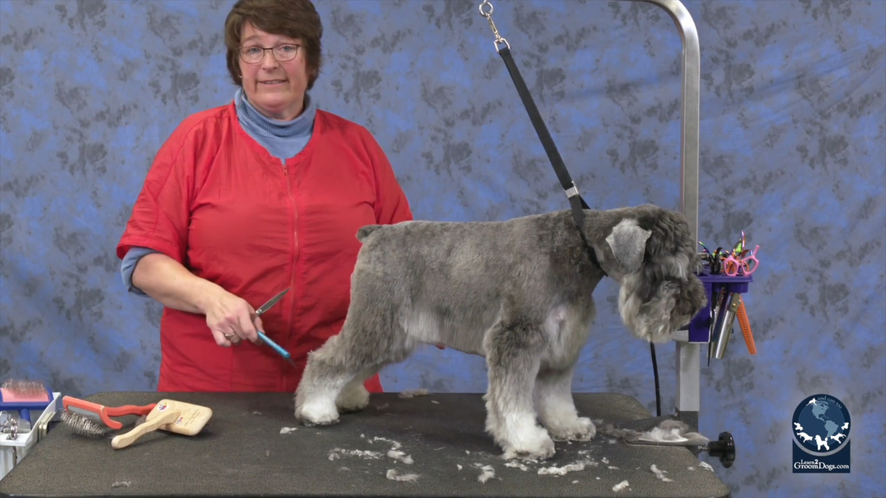 Thumbnail for How to Set the Pattern on a Pet Miniature Schnauzer (Part 2 of 3)