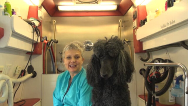 Thumbnail for Speed and Efficiency: Grooming a Standard Poodle in under 90 Minutes (Part 1 of 5-Part Series: Prep Work)
