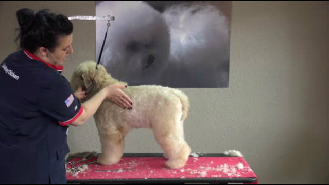 Thumbnail for Soft Coated Wheaten Terrier in an Easy Pet Trim (Part 3 of 4-Part Series: Pulling the Body Together & Detailing the Outline)