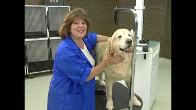 Thumbnail for Body Contour Trim on a Golden Retriever