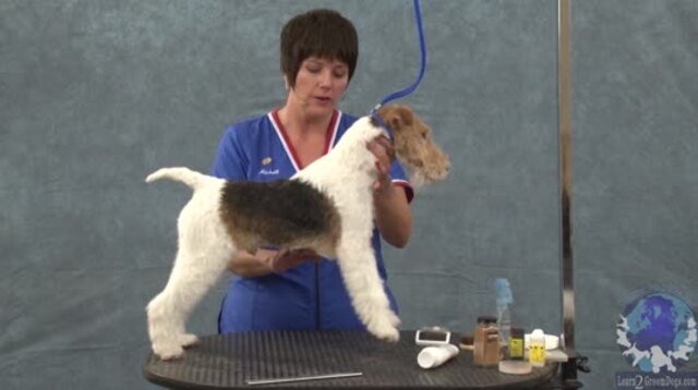 Thumbnail for Natural Color Enhancement on a Wire Fox Terrier