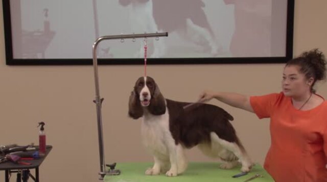 Thumbnail for Grooming a Show Style English Springer Spaniel (Part 5 of 5-Part Series: (BONUS) Live Questions and Answers from the Audience)