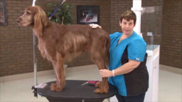 Thumbnail for Handling a Large Geriatric Dog for Grooming