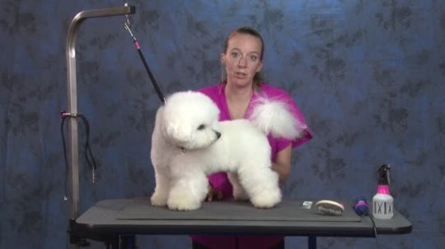 Thumbnail for Quick n Easy Pet Bichon Trim: (Part 1 of 2-Part Series)