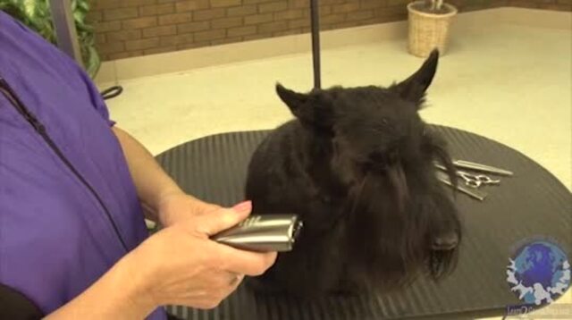 Thumbnail for How to Trim the Ears of a Scottish Terrier