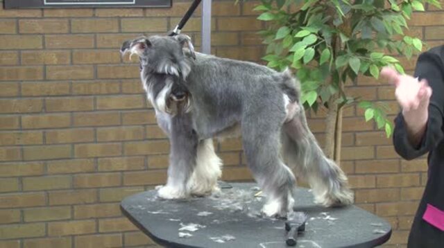 Thumbnail for Capturing the Essence of a Miniature Schnauzer Using Pet Grooming Techniques (Part 4 of 4-Part Series: Finishing the Tail and Head)