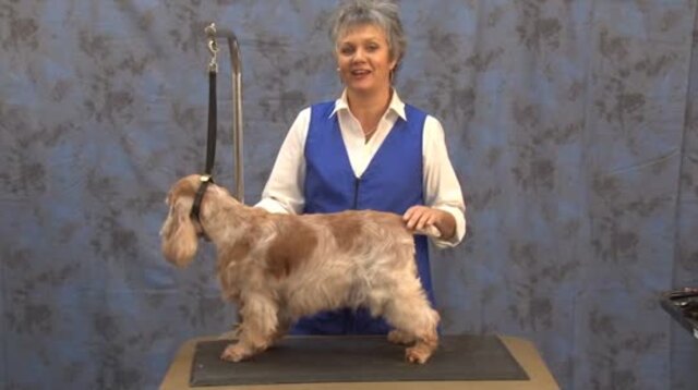 Thumbnail for Grooming the English Cocker Spaniel