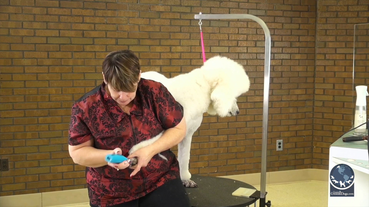Thumbnail for Spotlight Session: How to Trim the Front Feet of a Standard Poodle