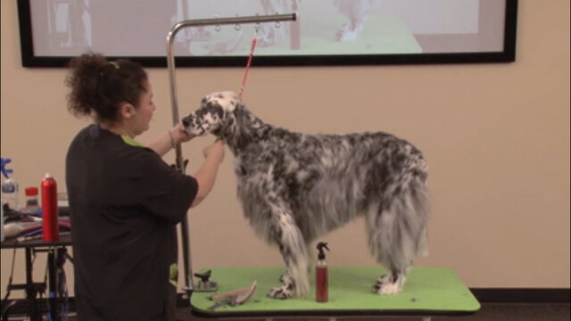 Thumbnail for Learn How Easy It Is To Handstrip a Pet English Setter (Part 5 of 5-Part Series: Questions & Answers from the Audience)