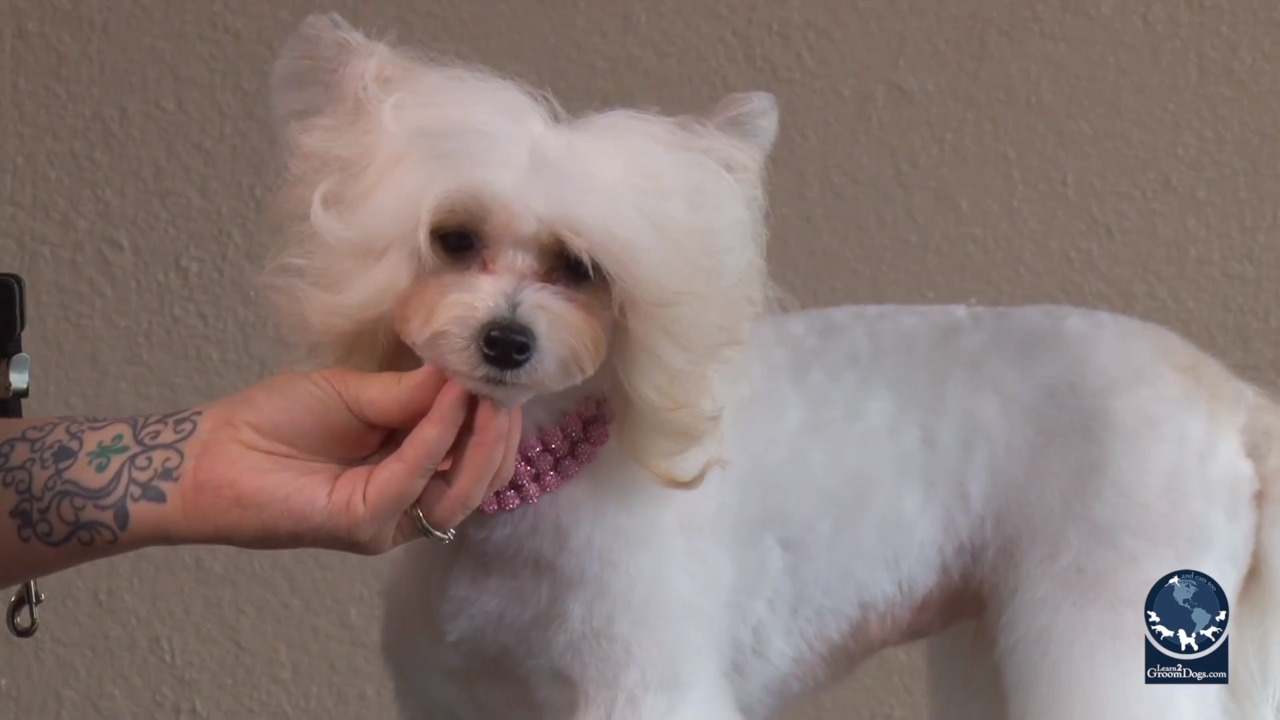 Thumbnail for Asian Fusion on a Powderpuff Chinese Crested (Part 2 of 2)