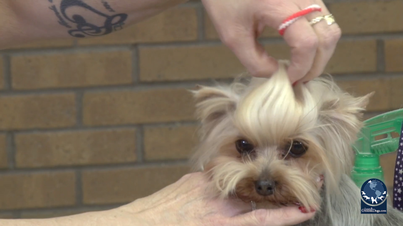 Thumbnail for Spotlight Session: How to Tie Up a Topknot on a Pet Yorkshire Terrier
