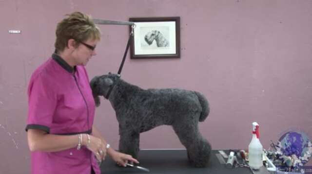 Thumbnail for Part 3 of 4: Common Grooming Mistakes on a Kerry Blue Terrier: Tail, Topline and Rear Leg Angulation