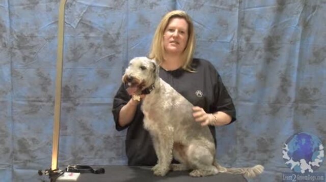 Thumbnail for Basic Health Inspection Prior to Grooming