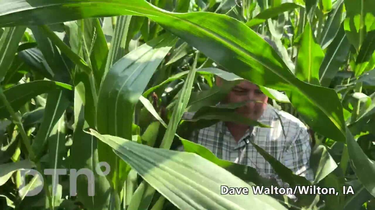 Digital Yield Tour - Dave Walton: Corn