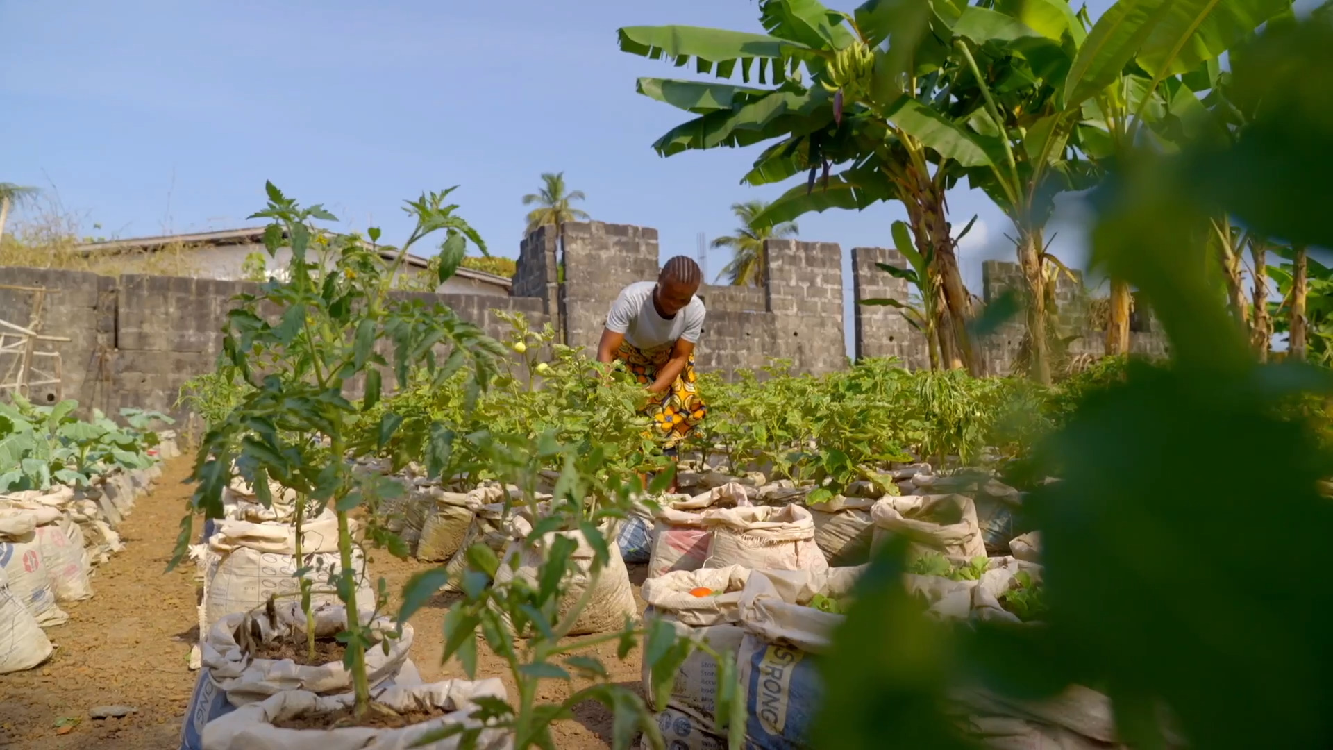 What changed when Ugandan farmers rated input quality and local vendor  services