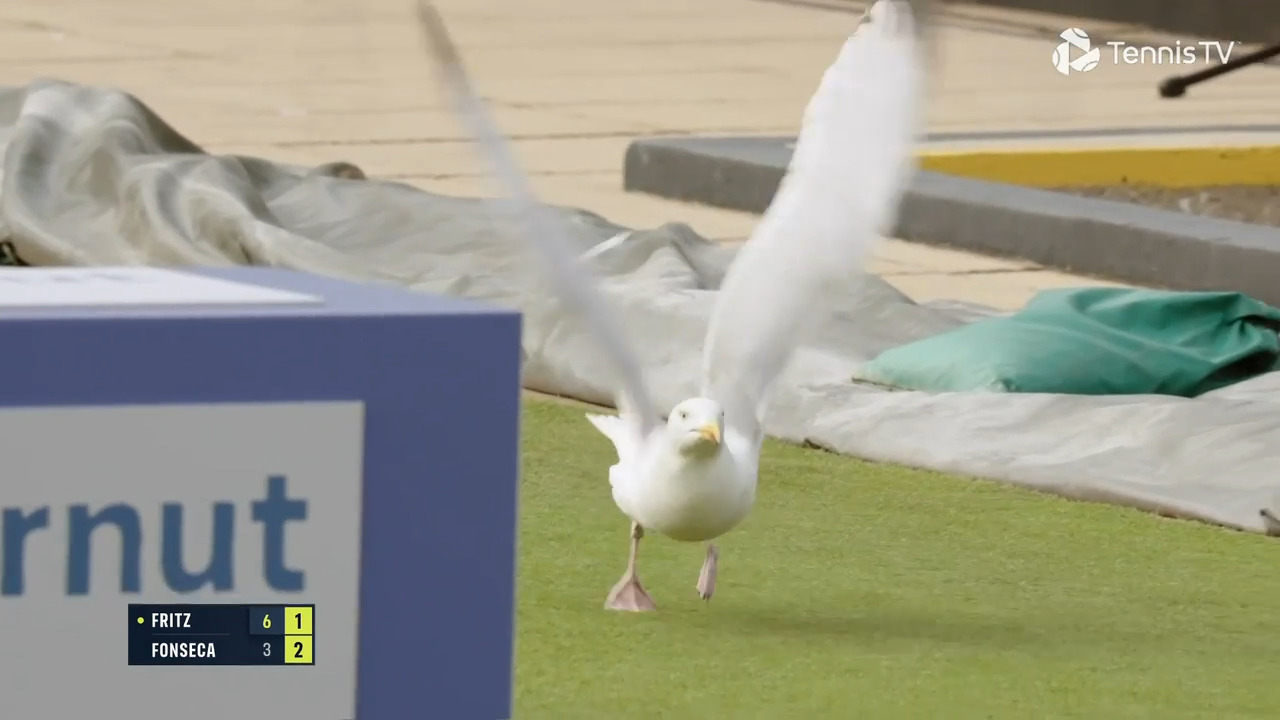 Silly Seagull! Feathered fan receives 'ready for play' warning!