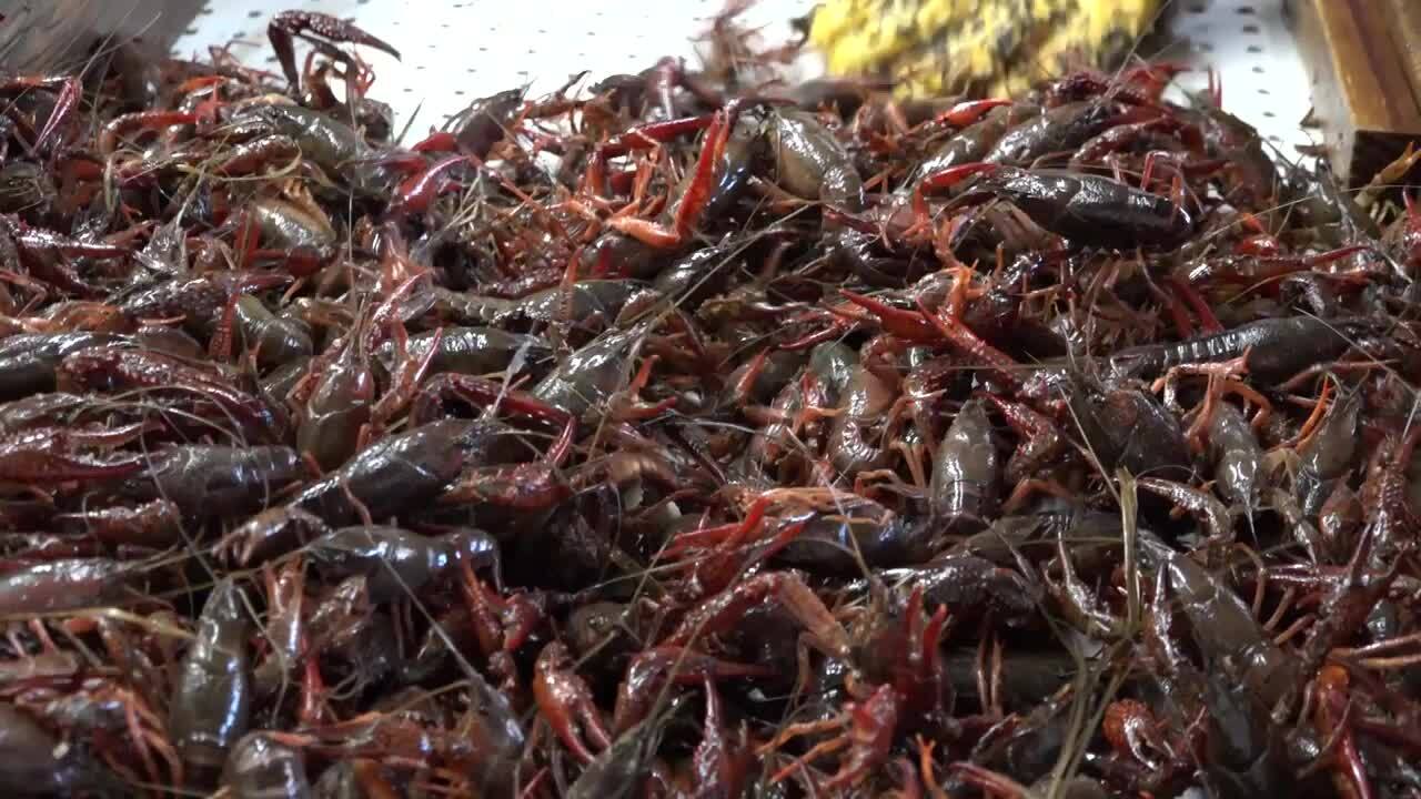 CRAWDAD HOLE 100 Photos & 69 Reviews Cajun/Creole 1150 Lakeland