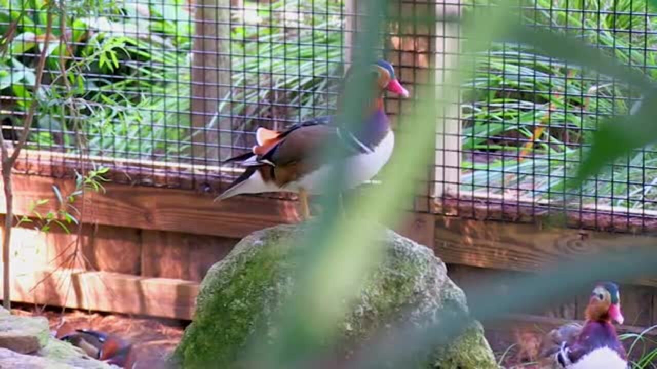 WILD FLORIDA 909 Photos & 228 Reviews Zoos 3301 Lake Cypress Rd