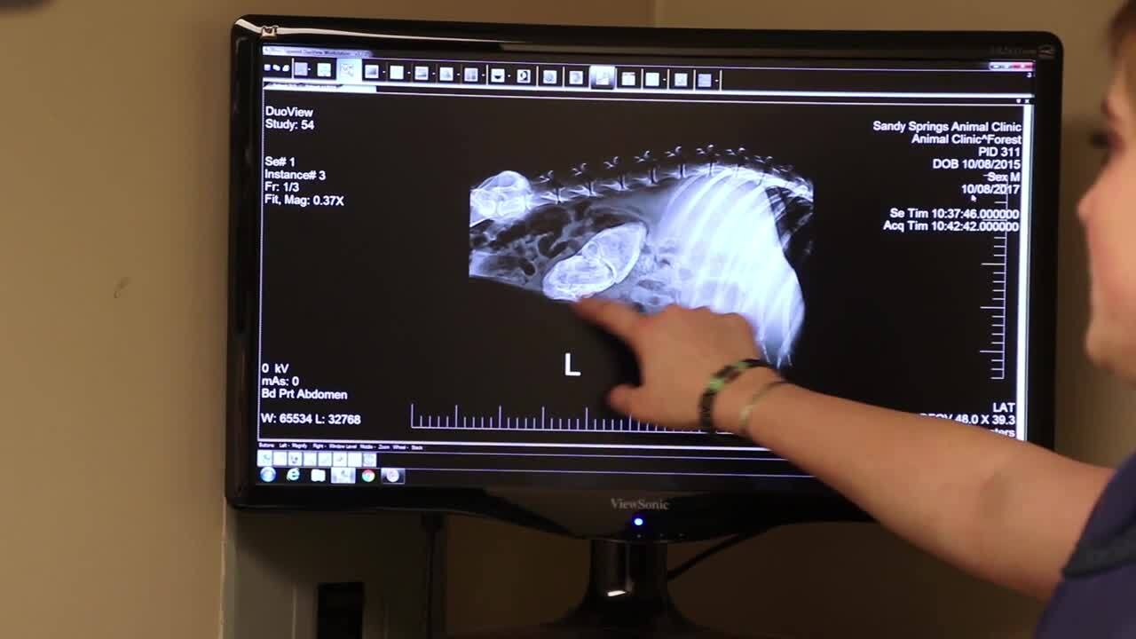 VCA SANDY SPRINGS ANIMAL HOSPITAL CLOSED 25 Photos & 26 Reviews