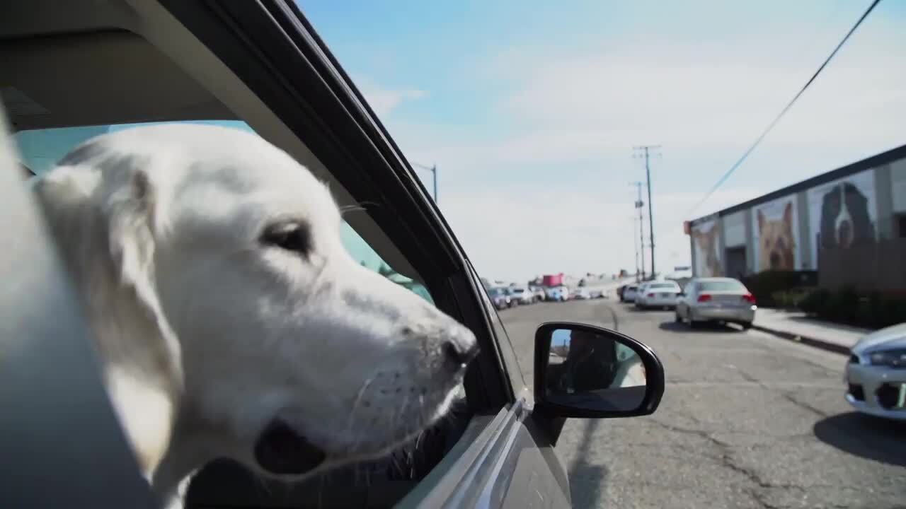 Wag Hotels Updated COVID19 Hours & Services 139 Photos & 302