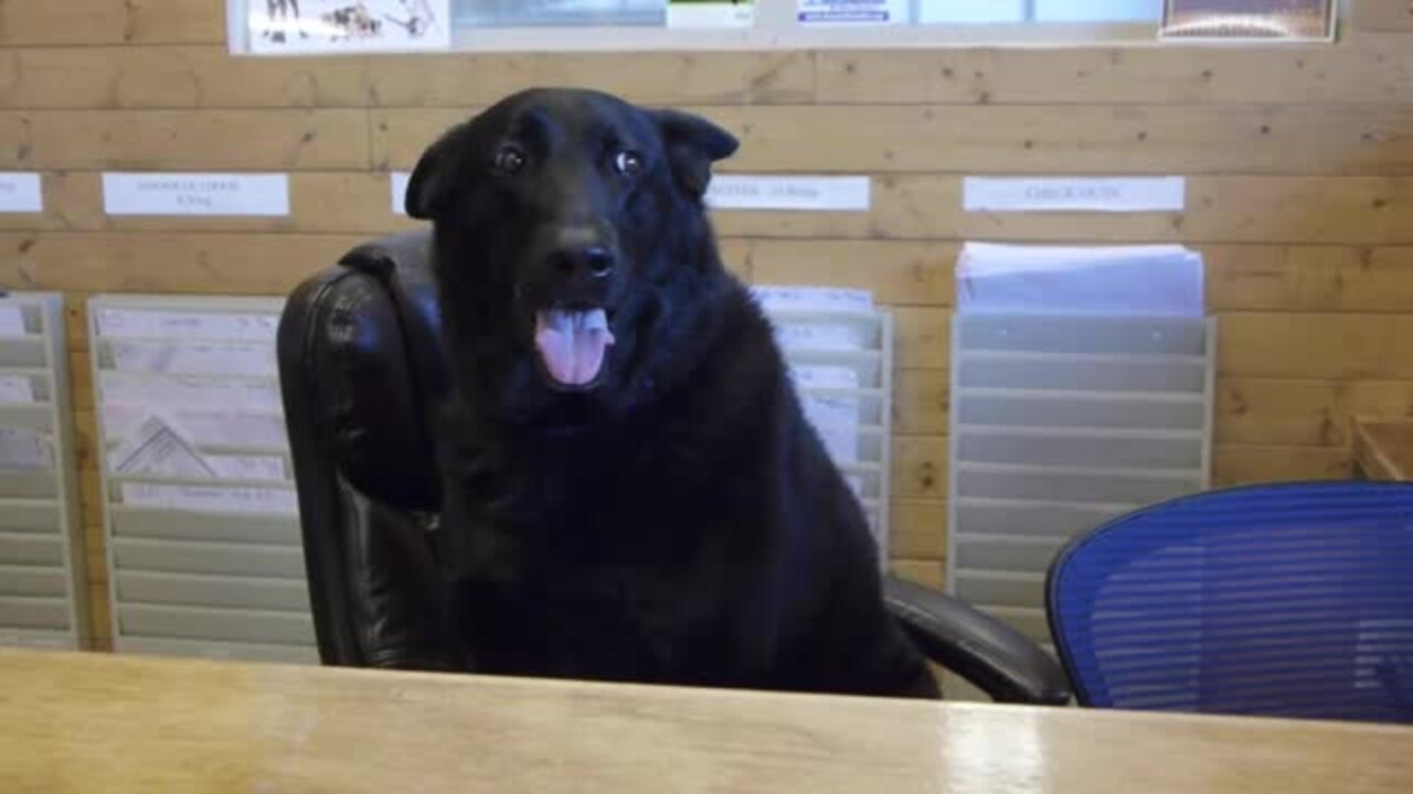 two ponds dog daycare