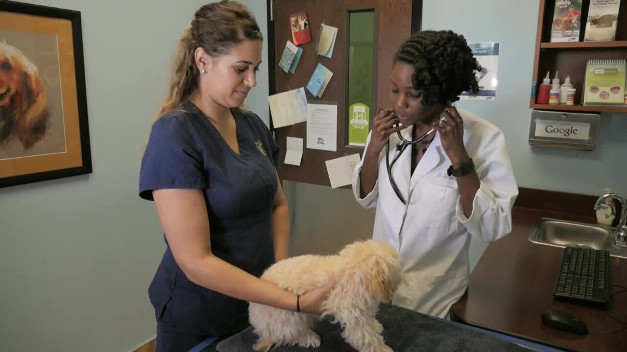 FOREVER VETS ANIMAL HOSPITAL AT TINSELTOWN 25 Photos & 58 Reviews